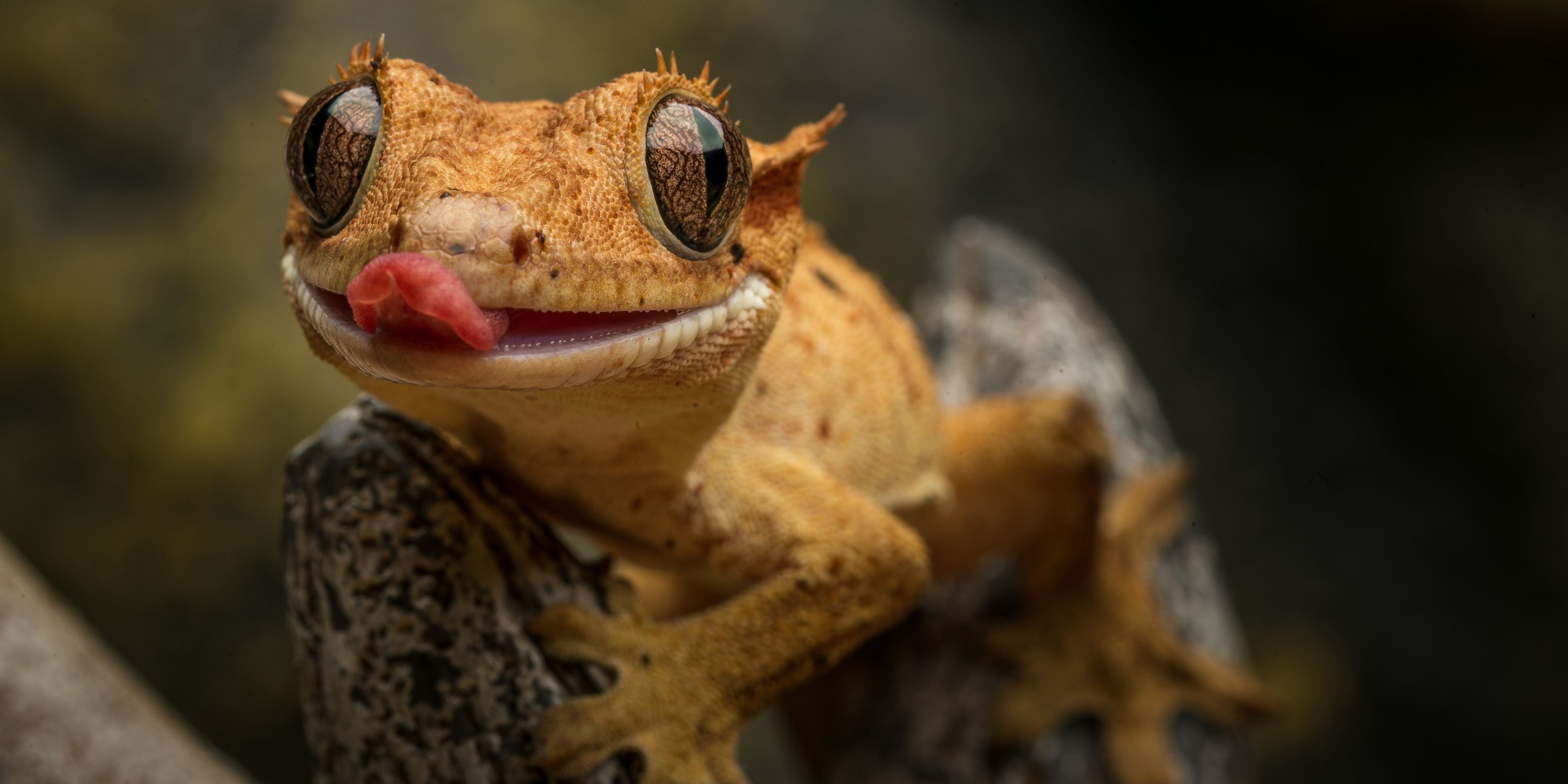 Crested gecko in a natural setting