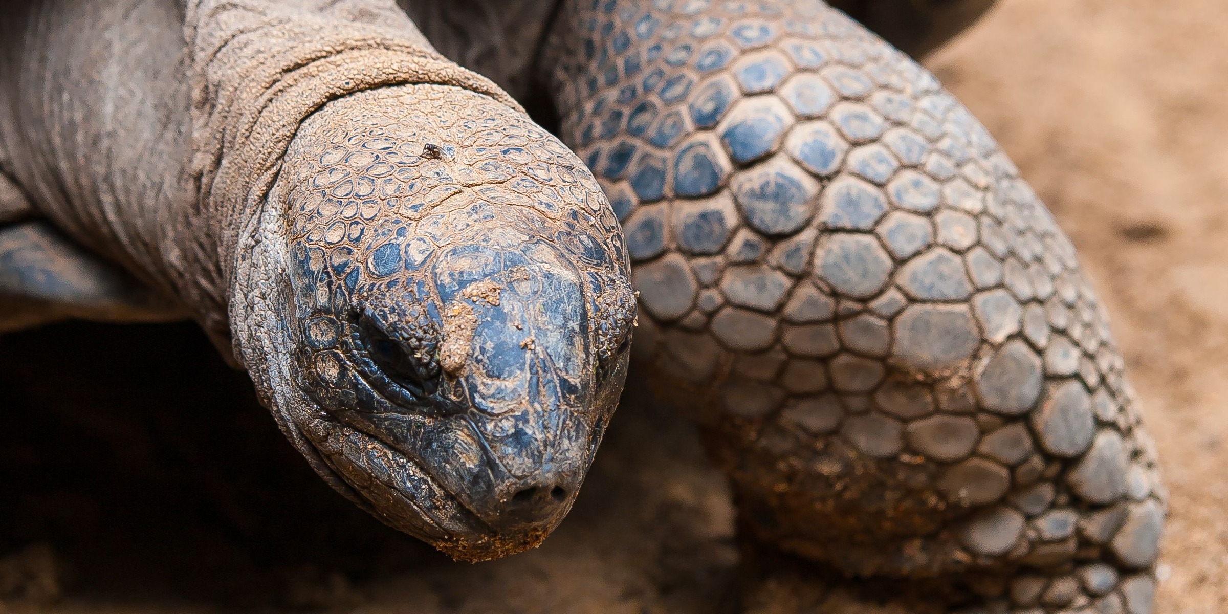 Tortoise viewed at close range